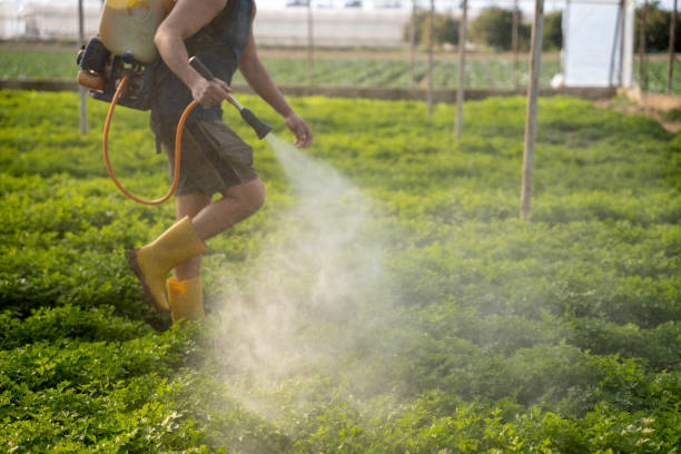 Best Ant Control Services  in Fort Myers, FL